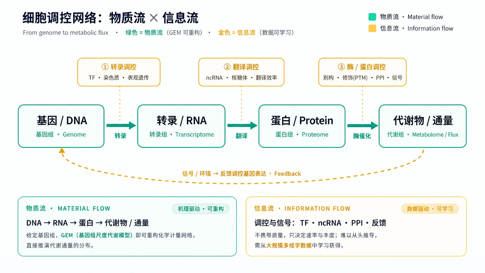 细胞调控网络：物质流与信息流